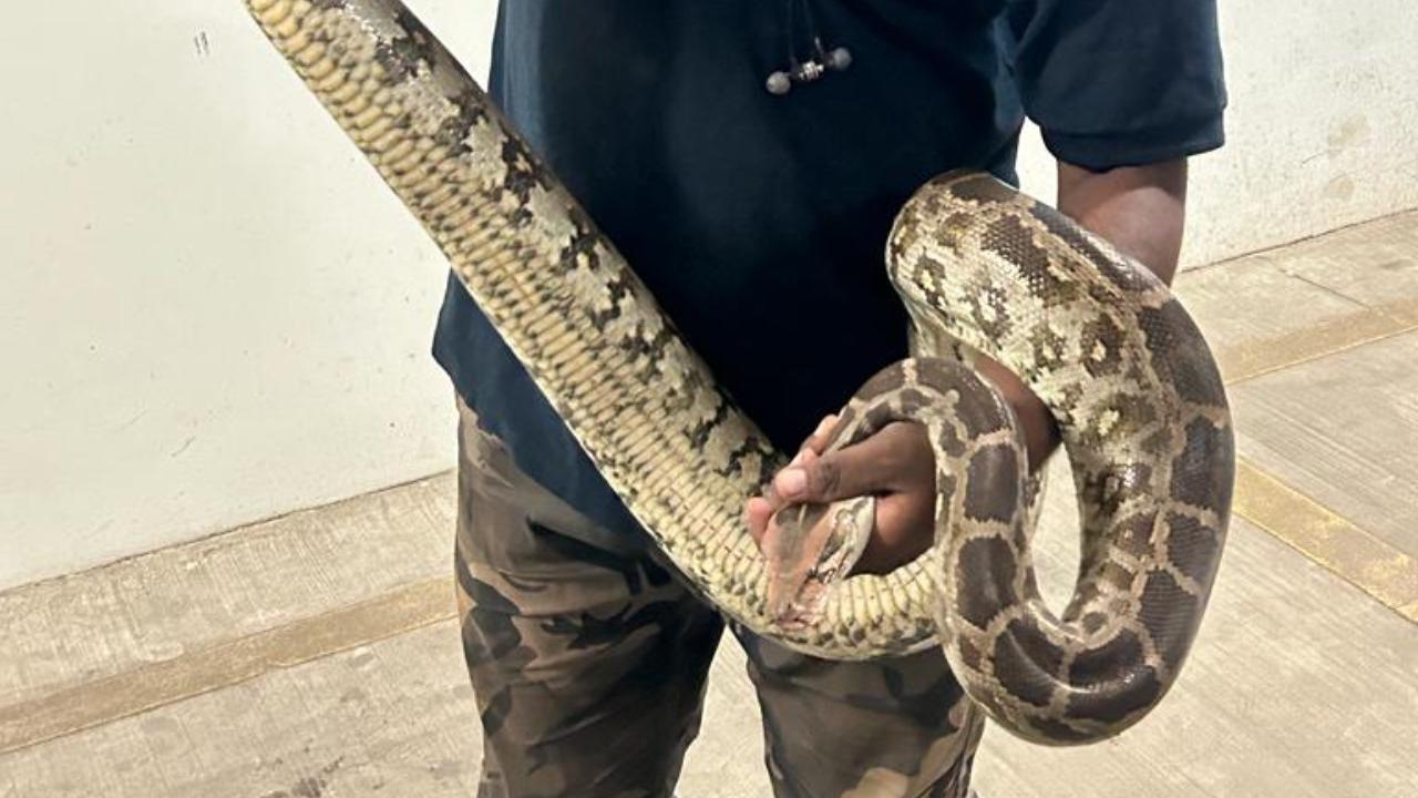 One employee spotted the snake inside the storage area