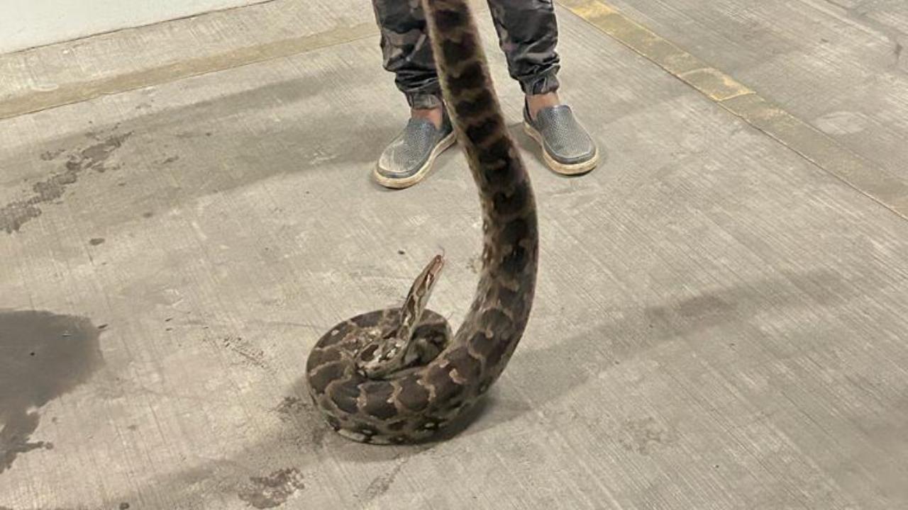 With expertise and caution, snake rescuers Sai Mondkar and Sunil Gupta successfully rescued the python and safely released it back into its natural habitat