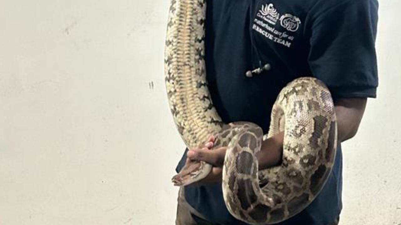 It is presumed that the python had likely entered the restaurant in search of rodents or rats