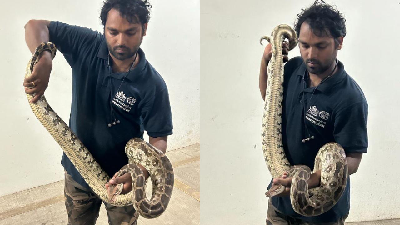 Sai Mondkar, a snake rescuer based in Dahisar, visited the site to rescue the python