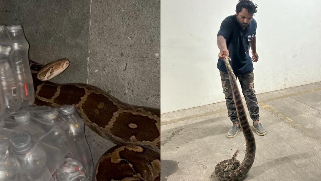 On Sunday morning, around 4 am, a snake was sighted in the restaurant's storage room (Pic/Shirish Vaktania)