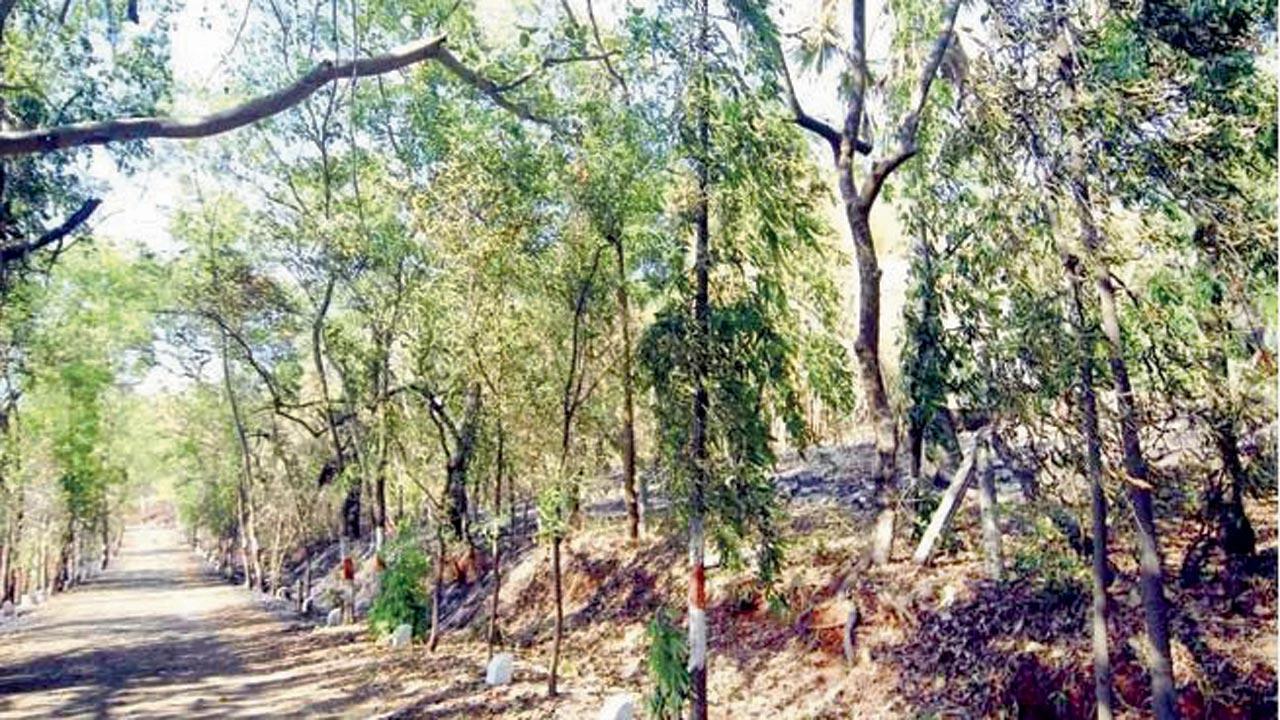 Mumbai: Only 75,000 trees planted in city in 2022-23