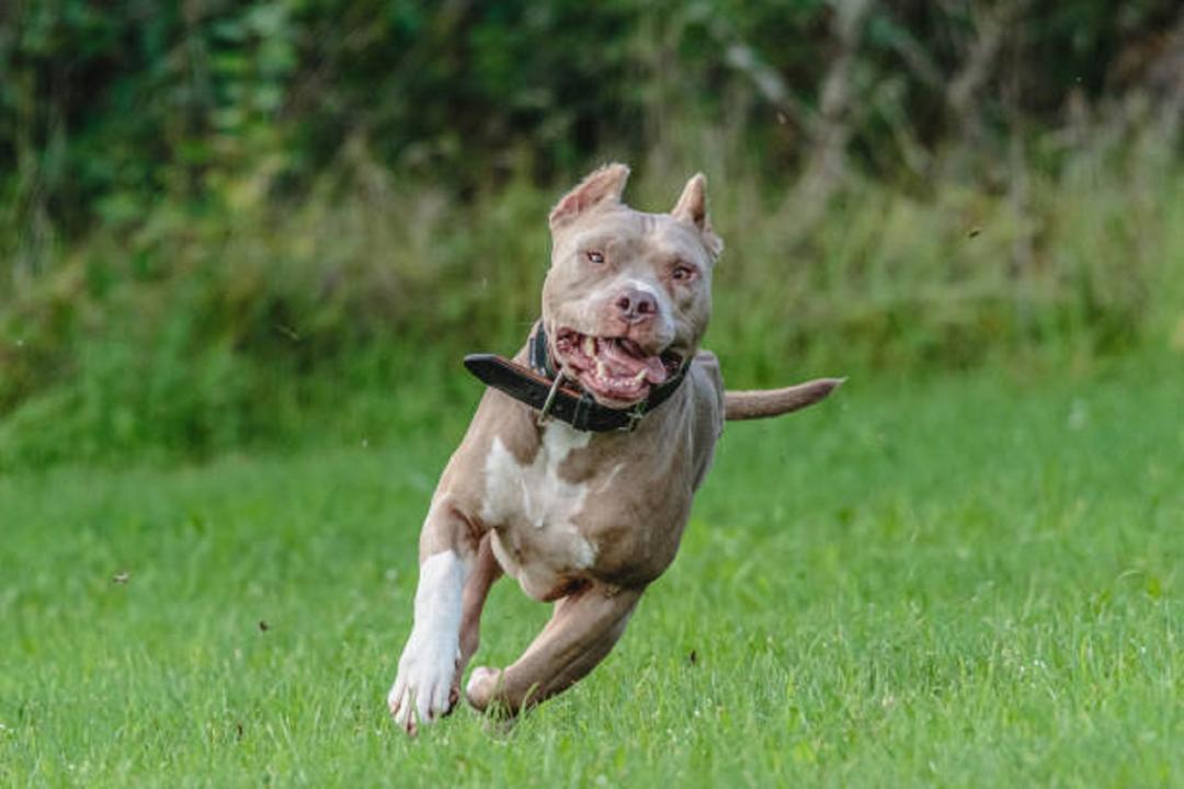 Maharashtra: Labourer sustains serious injuries in attack by two pit bull terriers in Solapur