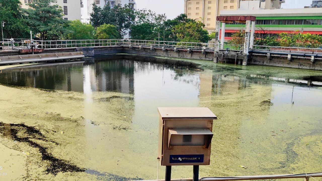 Navi Mumbai Municipal Corporation releasing raw sewage into Thane creek