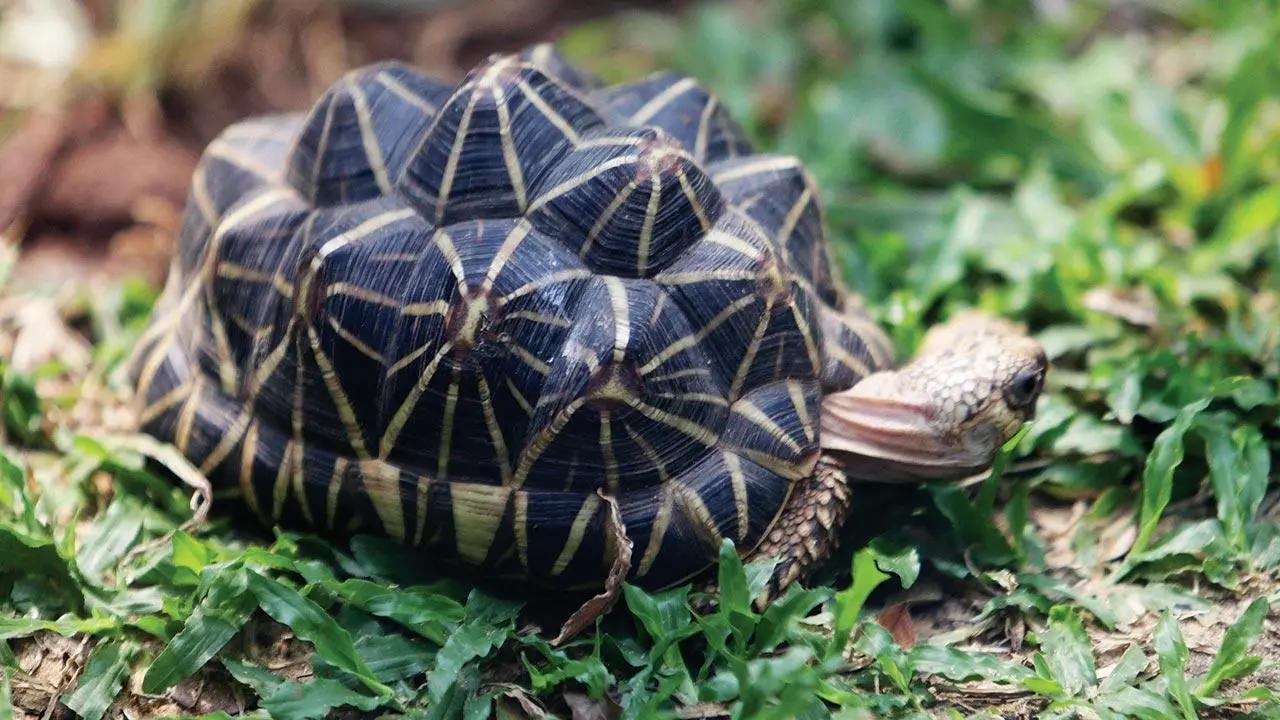 Mumbai: 10 rare star tortoises seized from Crawford Market; one person arrested