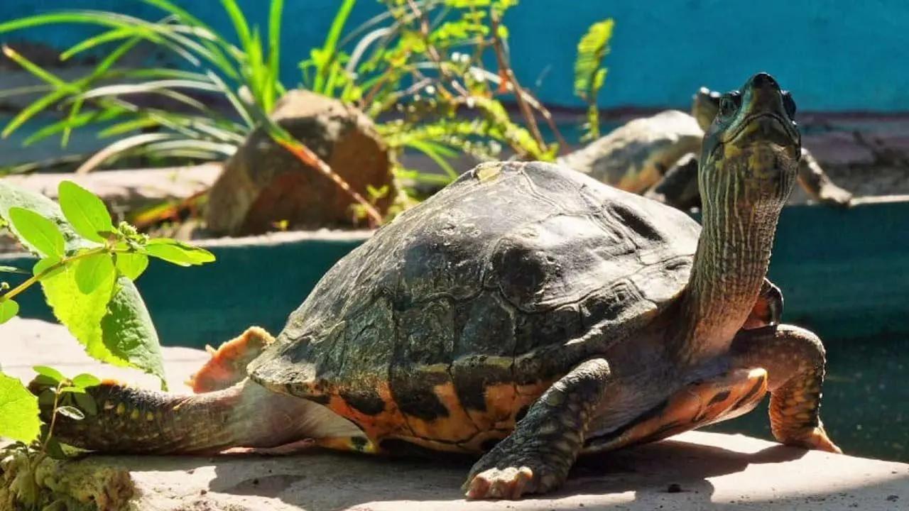 Maharashtra: 59 turtles rescued from artificial pond at temple in Thane