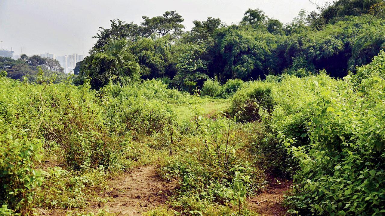 Mumbai: How did Aarey patch go from lush green to dead brown?