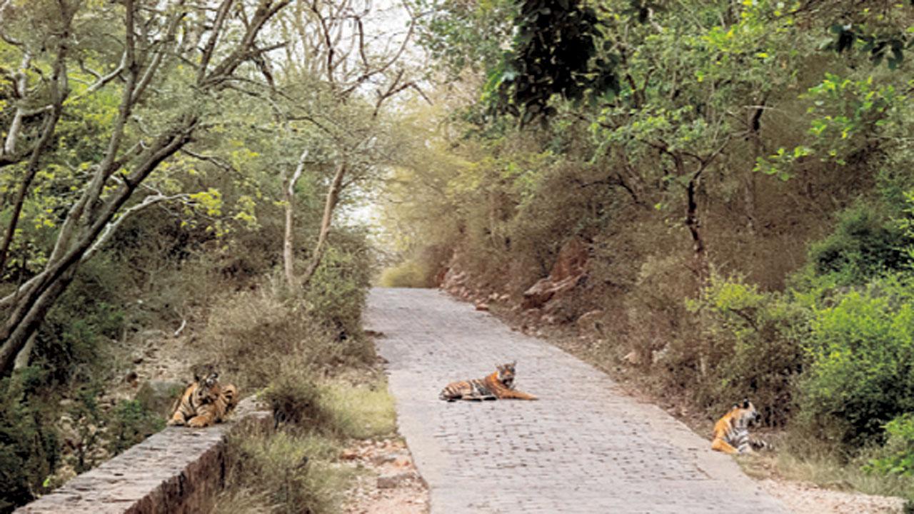 Singh’s photo of tigress Arrowhead was featured in the daily dossier dated June 22, 2020