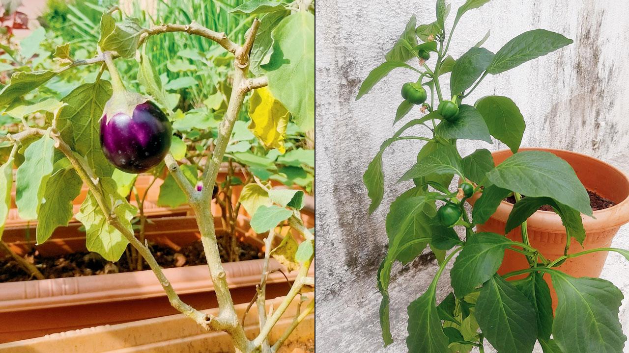 Brinjal in a pot (right) Capsicum in a pot