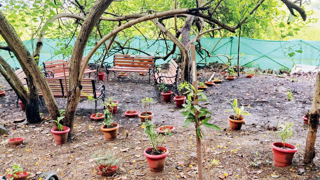 Mumbai: Charkop hsg society chairman, secy, booked for stealing mangroves!