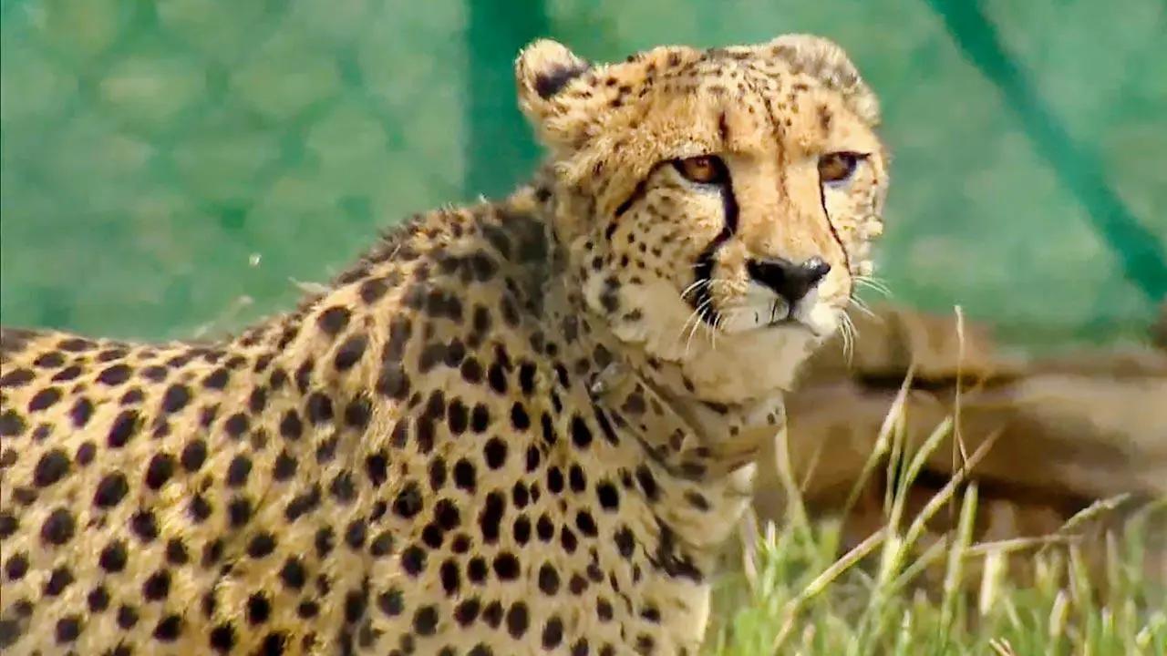On Project Cheetah first anniversary, nine big cats dead, 15 survive