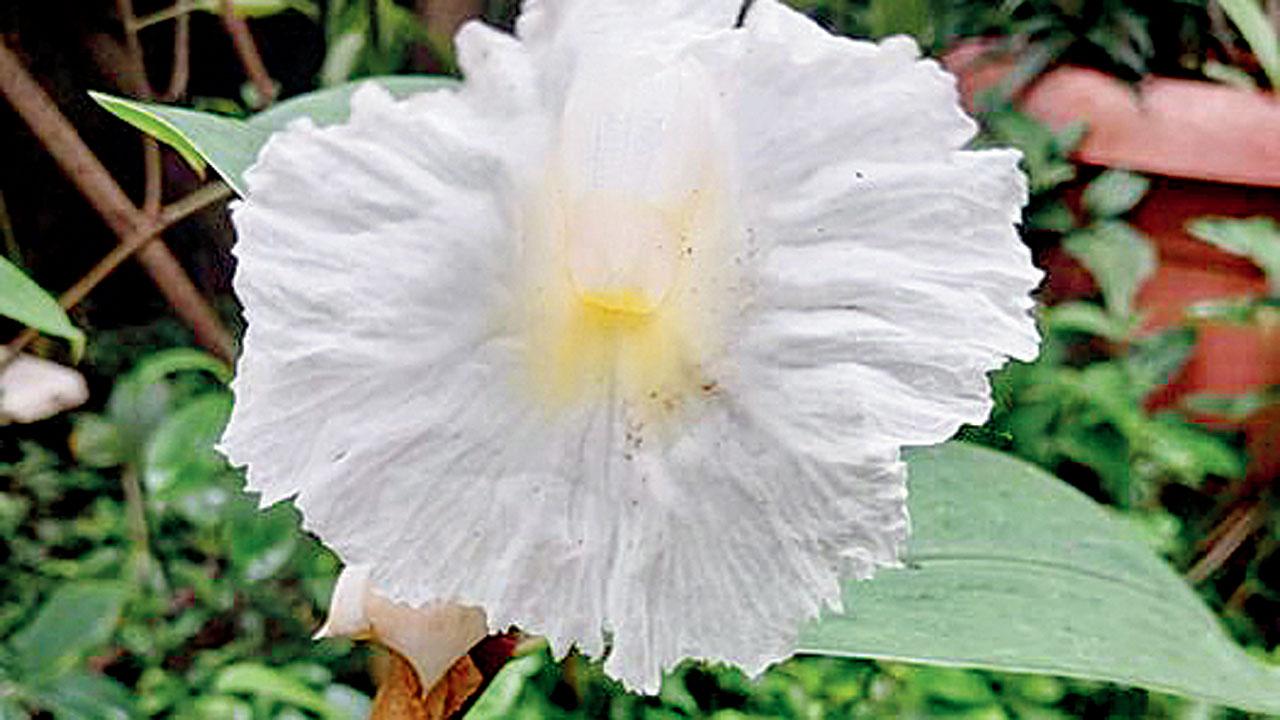 A Costus Igneus plant in Anil Singh’s garden