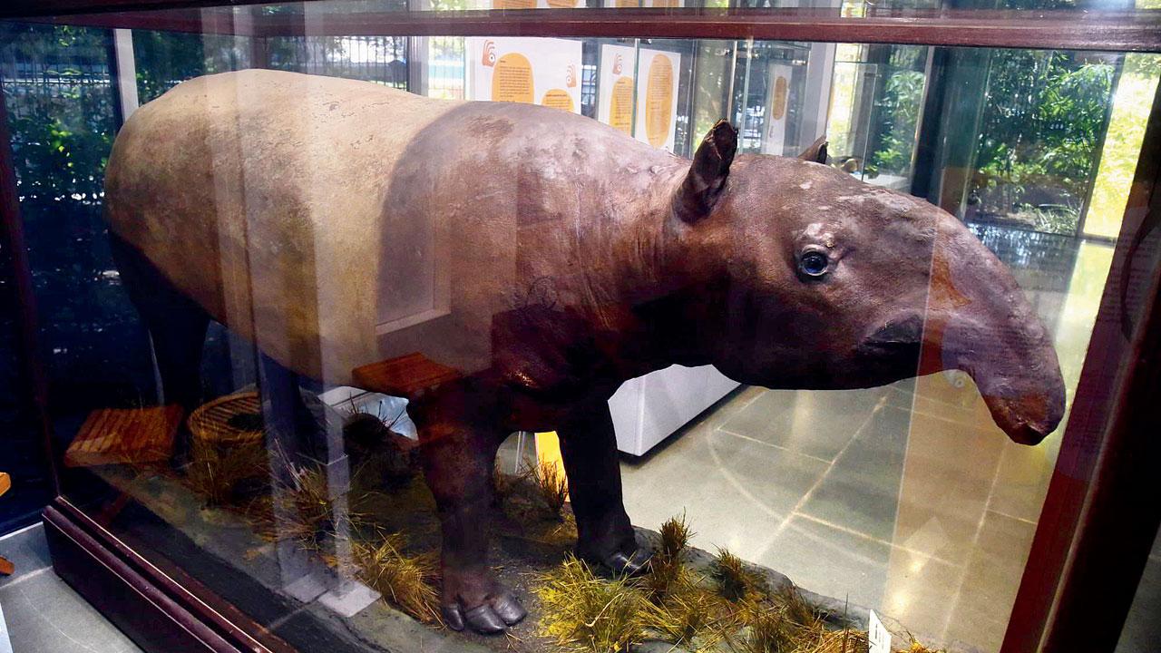 The tapir from the natural history section of the museum was chosen by Chandra Jandhyala, 13, who was intrigued by the animal’s agility