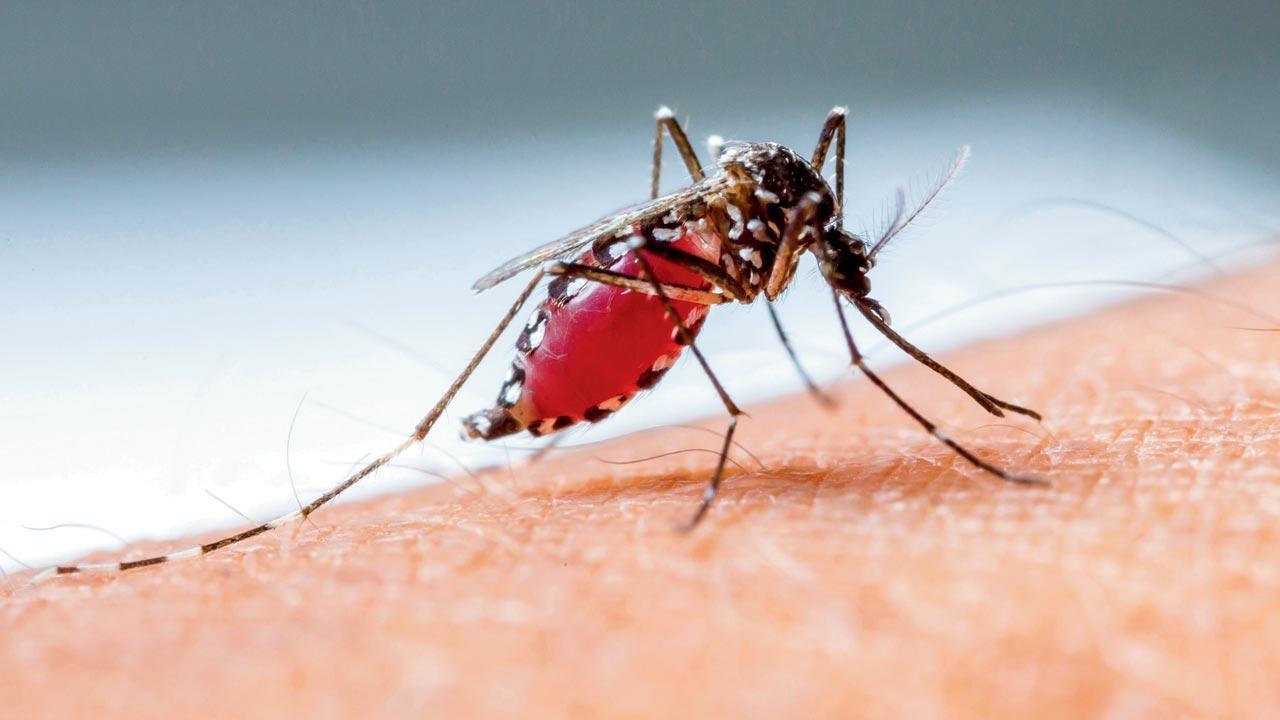 Mumbai: Dengue cases surge in city, docs say get treatment fast