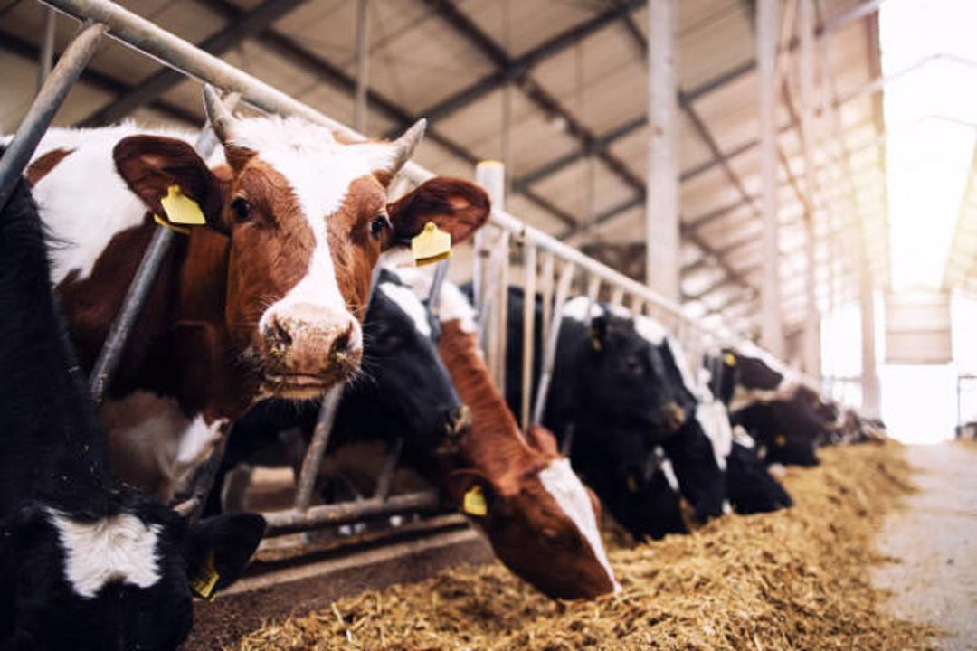 Fodder stock in Marathwada region can last till November: Divisional commissioner