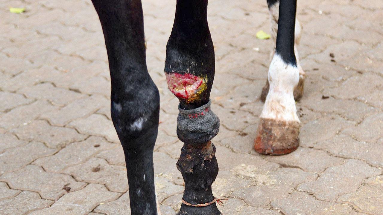 Continous walking on clay paver blocks is causing deformities, tendinitis (damage to tendons), abrasions, and bruising injuries in the horses. Pics/Pradeep Dhivar