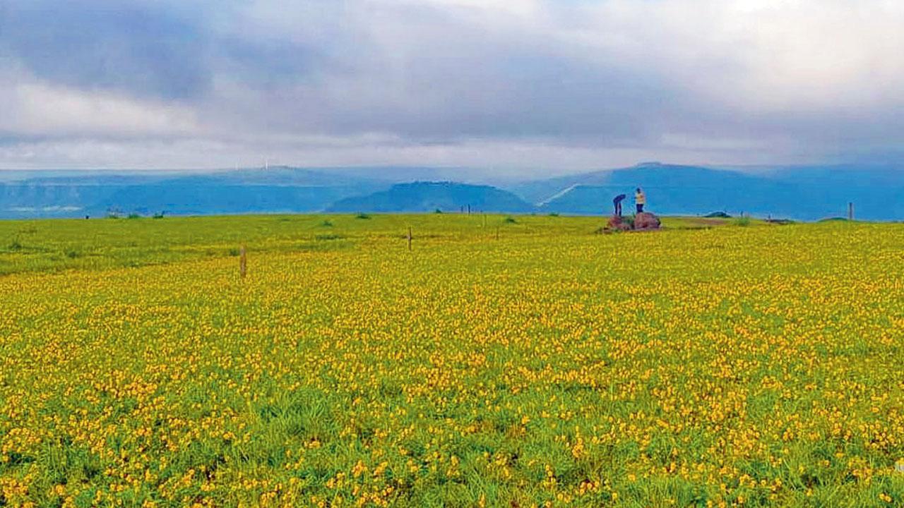 The Kaas plateau in full bloom. Pics courtesy/Instagram