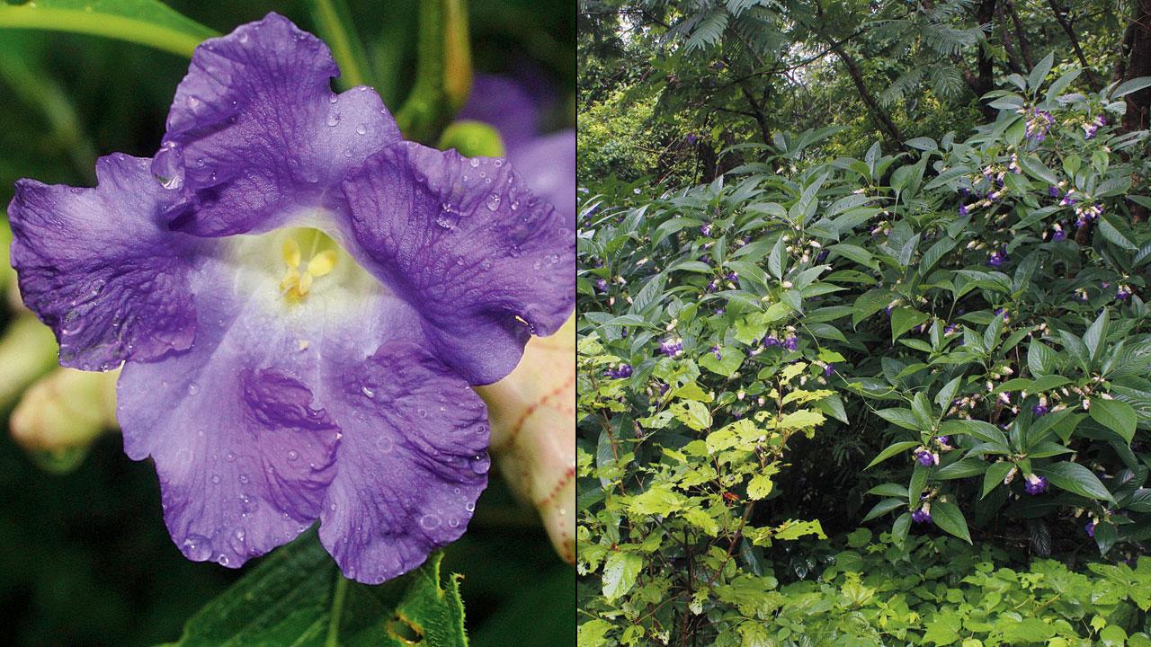 Karvi flowers in bloom at the Conservation Education Centre in Goregaon East. Pic courtesy/Mayuresh Gaikwad