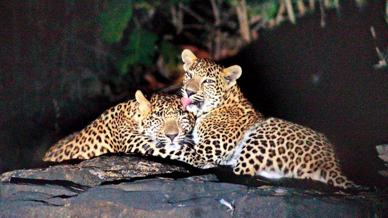 Aarey Milk Colony has a rich biodiversity and many leopards stay there. File pic/Pradip Dhivar