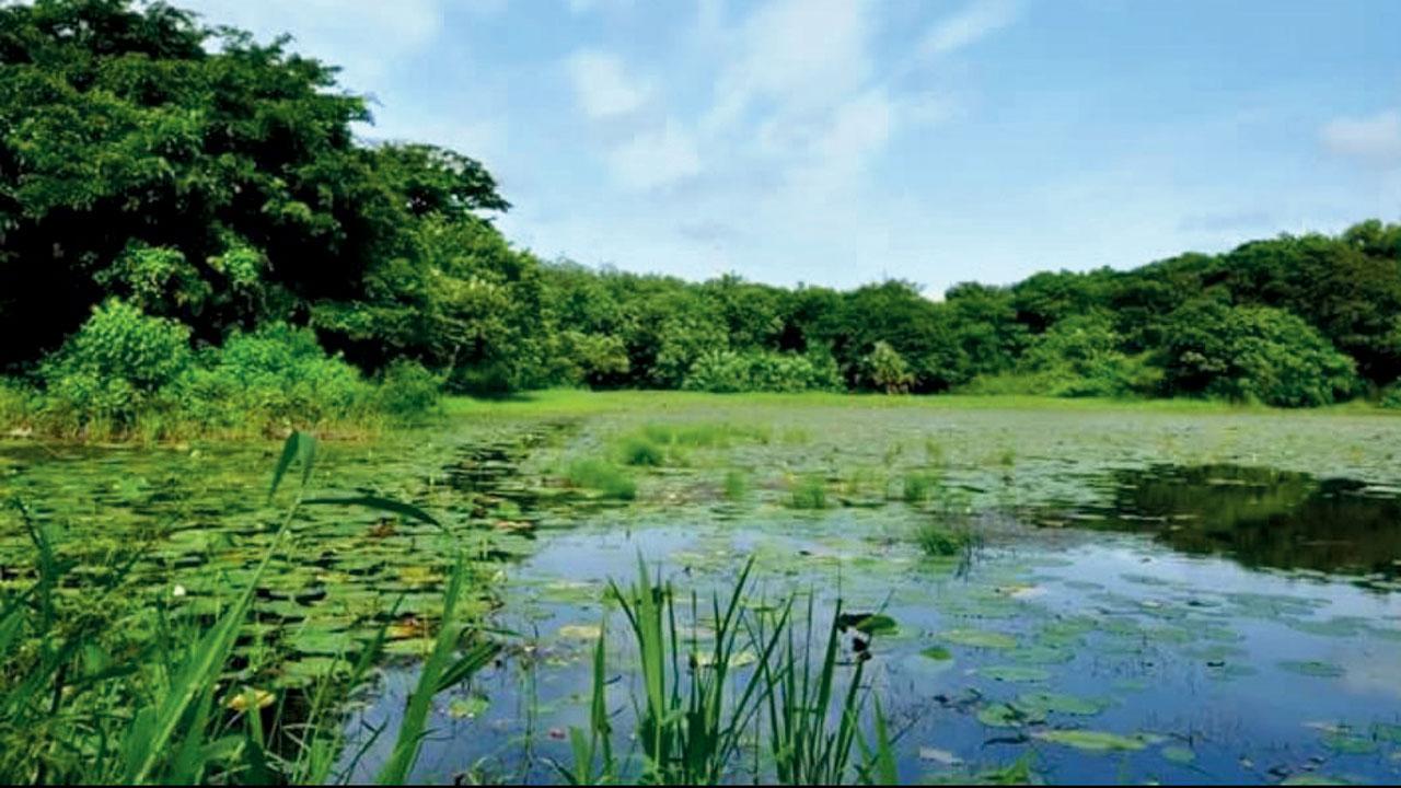 Mumbai: Forest Dept to ensure no immersions in Lotus lake