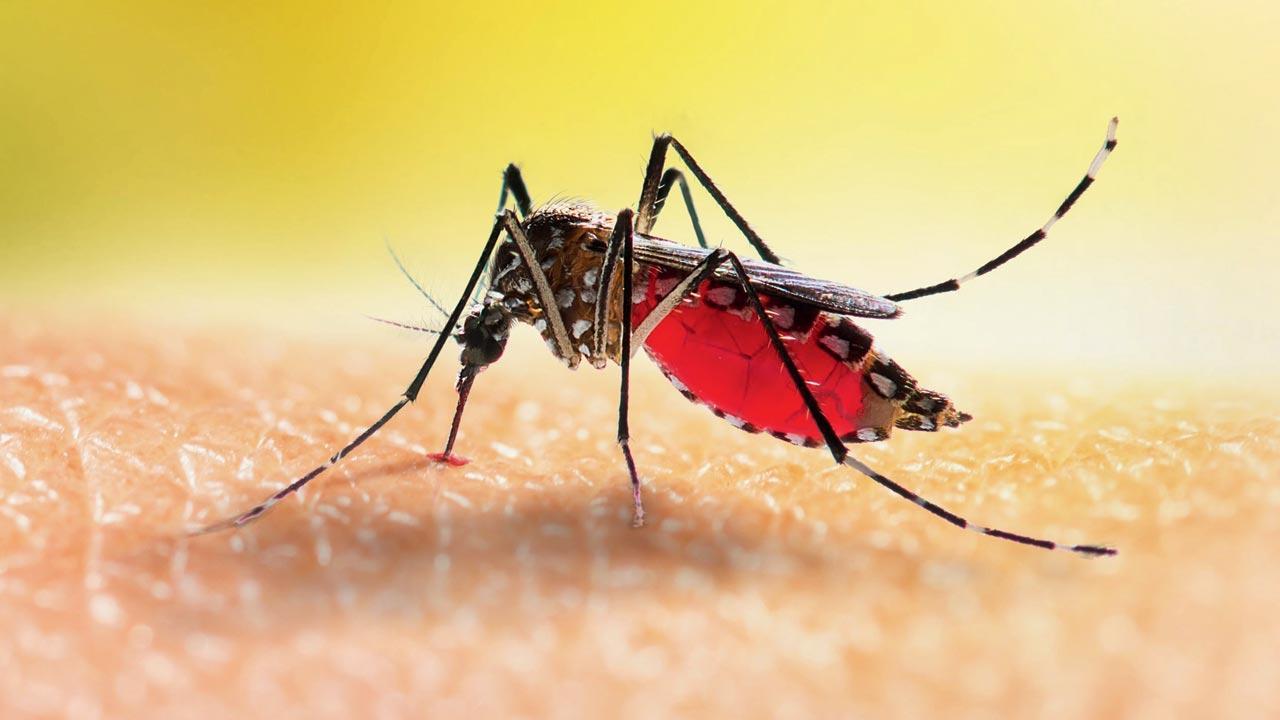 Mumbai: 1,242 entities docked for mosquito-breeding