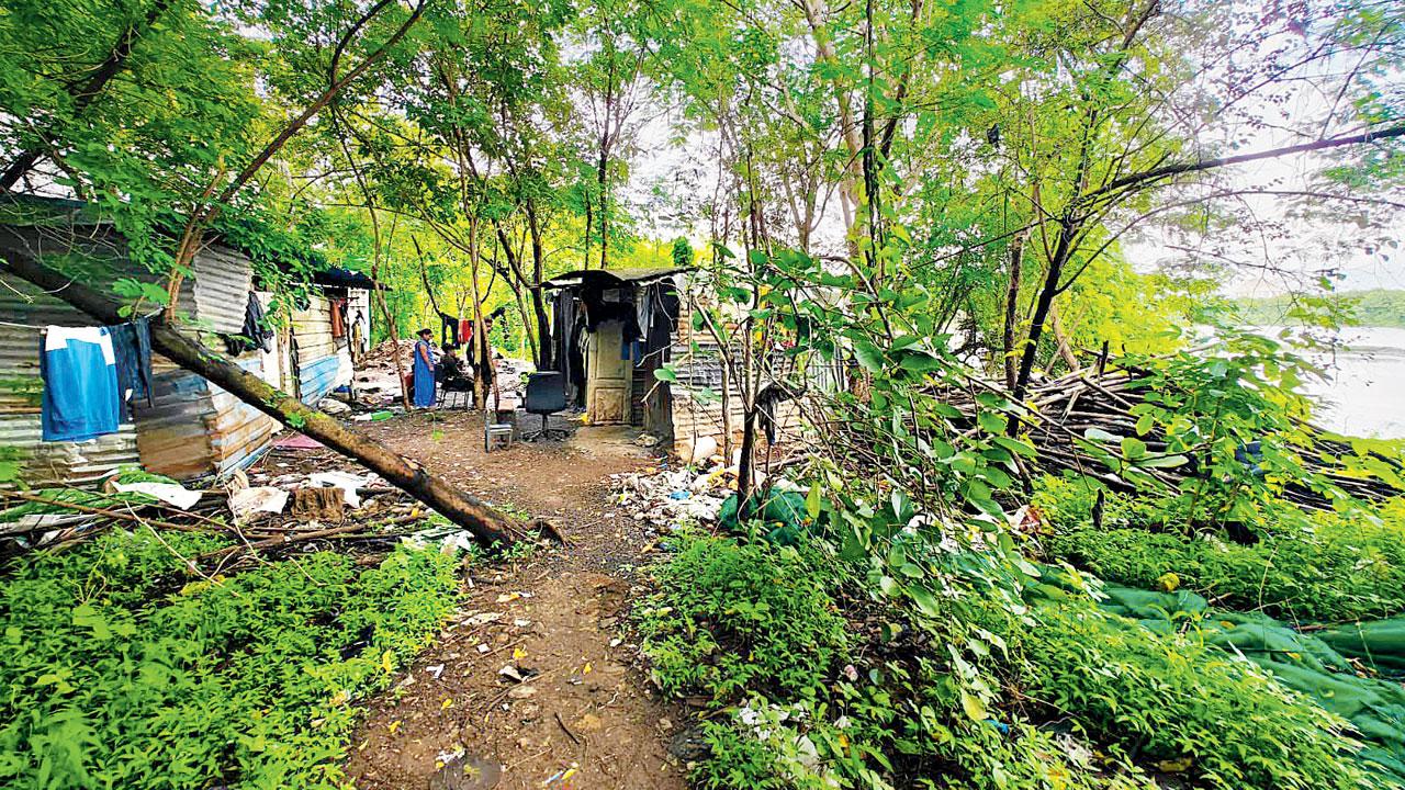 A labour camp built on forest land