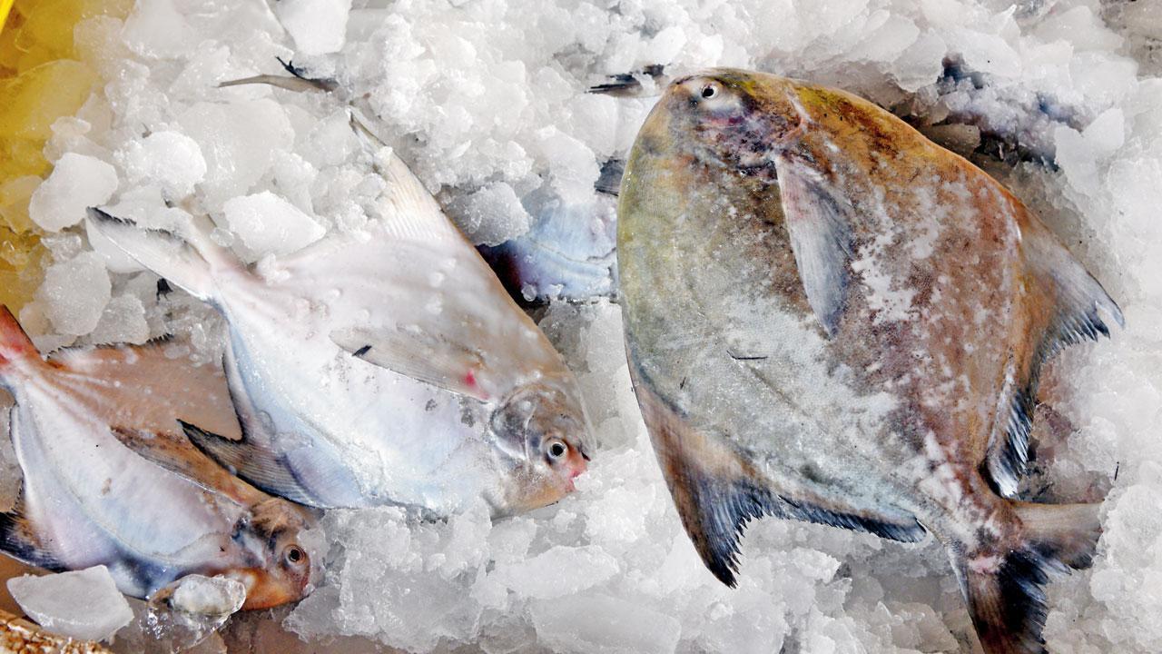 Will state fish status save Maha-fav paplet?