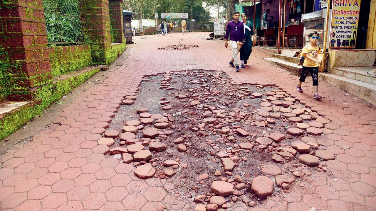 In several spots, paver blocks have come loose, which further hurt the horses’ hooves, as well as become receptacles for rainwater, increasing the risk of accidents