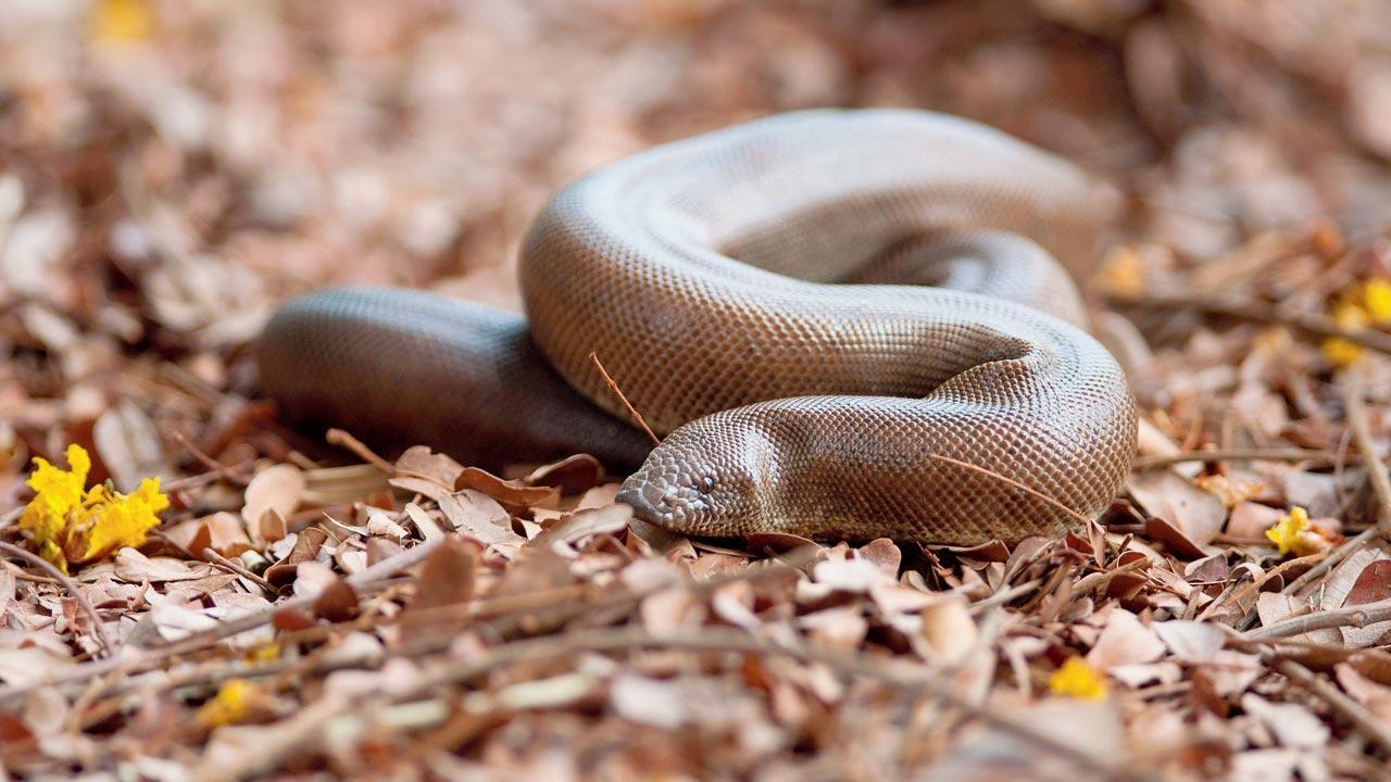 Report reveals dynamics of red sand boa trade
