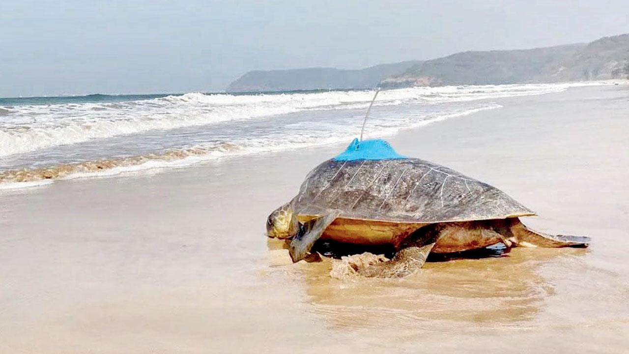 Bageshri, the turtle, takes long break near Sri Lanka