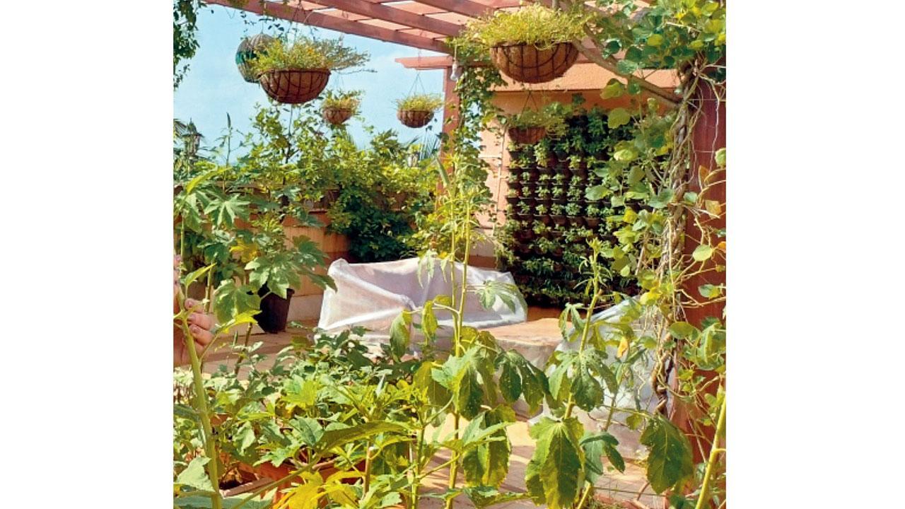 Keen to start your home garden in Mumbai? This handbook has you covered