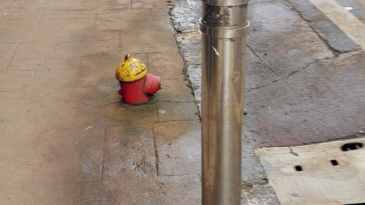 A hydrant which is as low as a dachshund