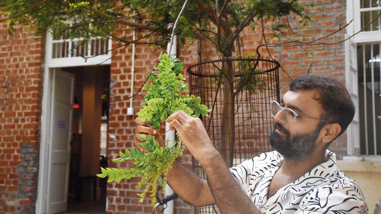 Everything that goes into Gazra’s food is grown within the premises, like curry leaves, which chef Dhruv plucks off a tree outside the kitchen’s side entrance every time he needs them for tadka 