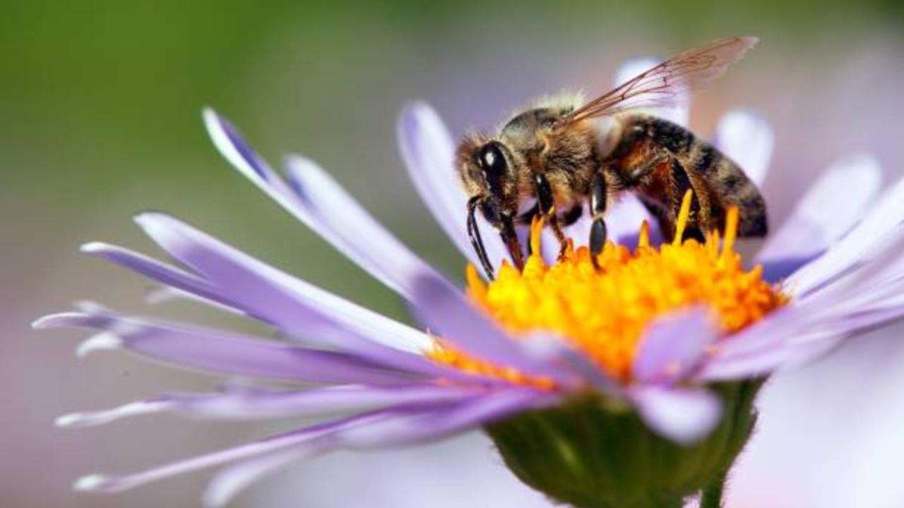 Air pollution reducing honey bees' ability to find flowers: Study