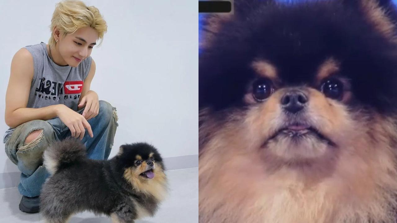 BTS: ARMYs go wild as Kim Taehyung's pet dog Yeontan makes TV debut on M Countdown