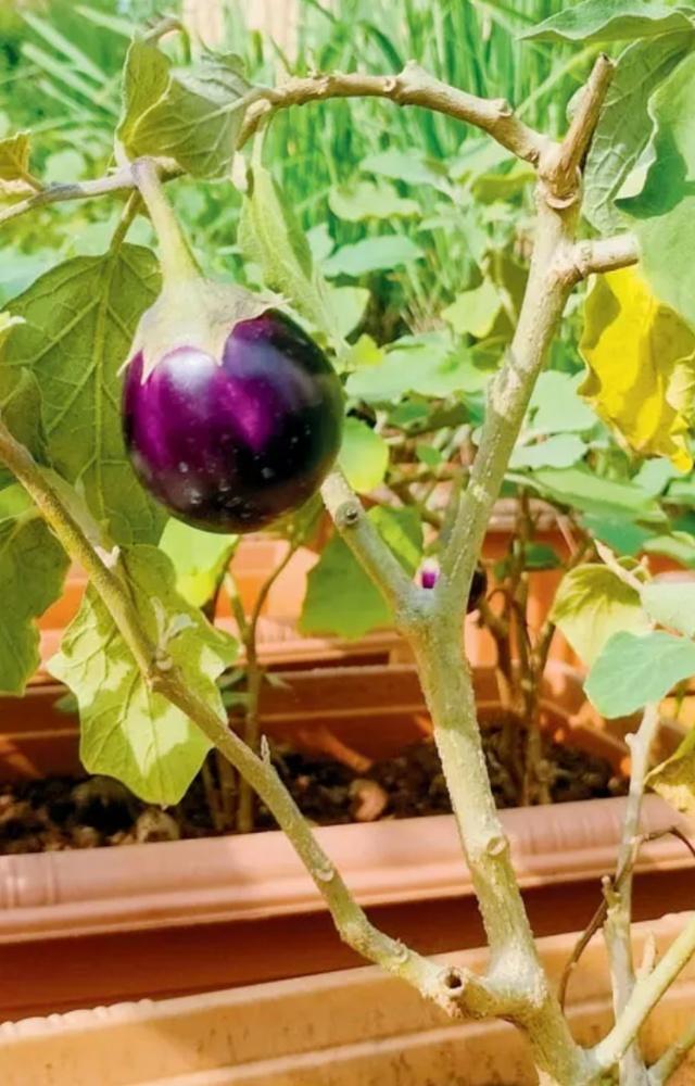 To save space, grow them in earthen or plastic pots, old plastic bottles or tetra boxes to control growth.