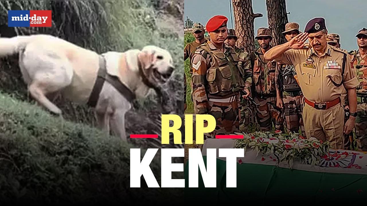Indian army’s six-year-old female dog Kent dies in an encounter in J&K’s Rajouri