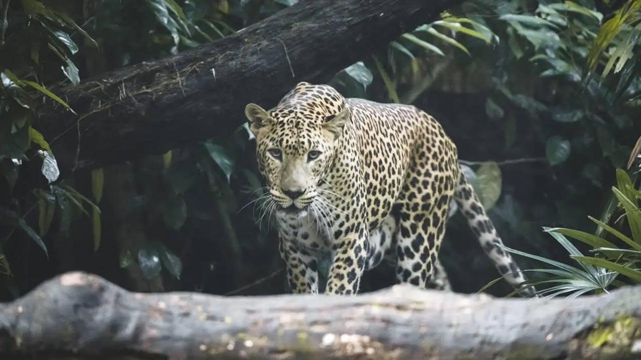 Leopard killed in Chhattisgarh’s Nawagarh forest range