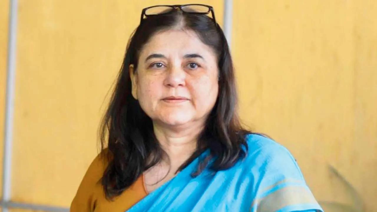 Maneka Gandhi claims ISKCON sells cows to butchers; temple authority hits back