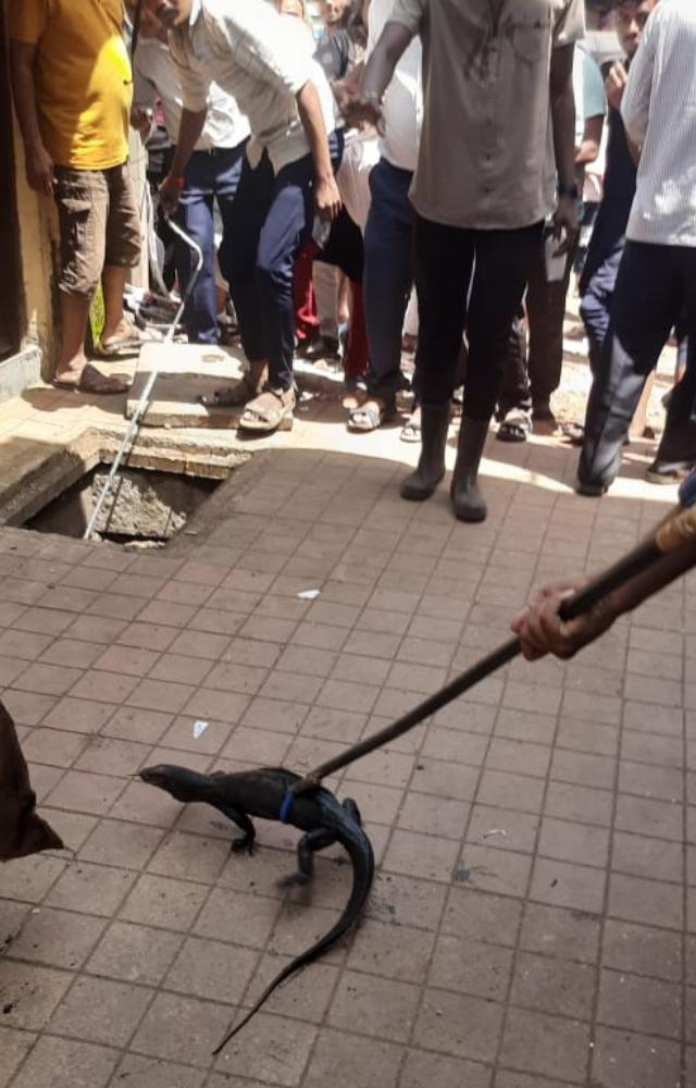 Monitor lizard rescued in Thane