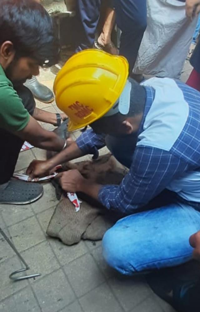 The staff of disaster management cell along with a pickup vehicle, veterinary officer and staff, staff of forest department reached the spot