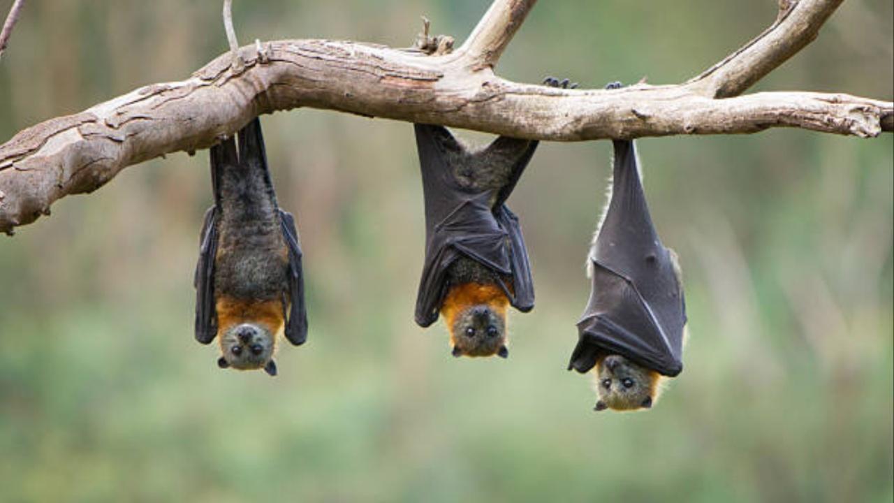 It is believed that the genesis of this virus can be traced to the fruit bats of the Pteropodidae family. The bat's saliva and urine contain viruses, which can easily contaminate food or water sources when they feed or roost near them. Apart from bats, the virus also spreads through other animals like pigs, horses and dogs; and is also being considered a bioterrorism threat by WHO