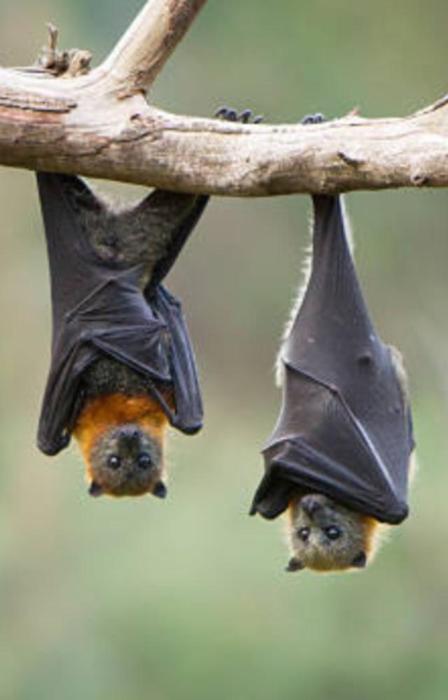 The Nipah virus is naturally harboured within fruit bats found in South and Southeast Asia