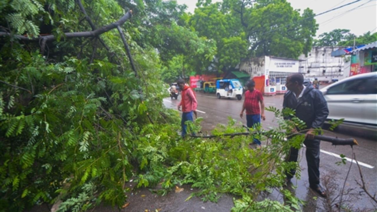 Workers remove a fallen tree from a road after heavy downpour, in Lucknow