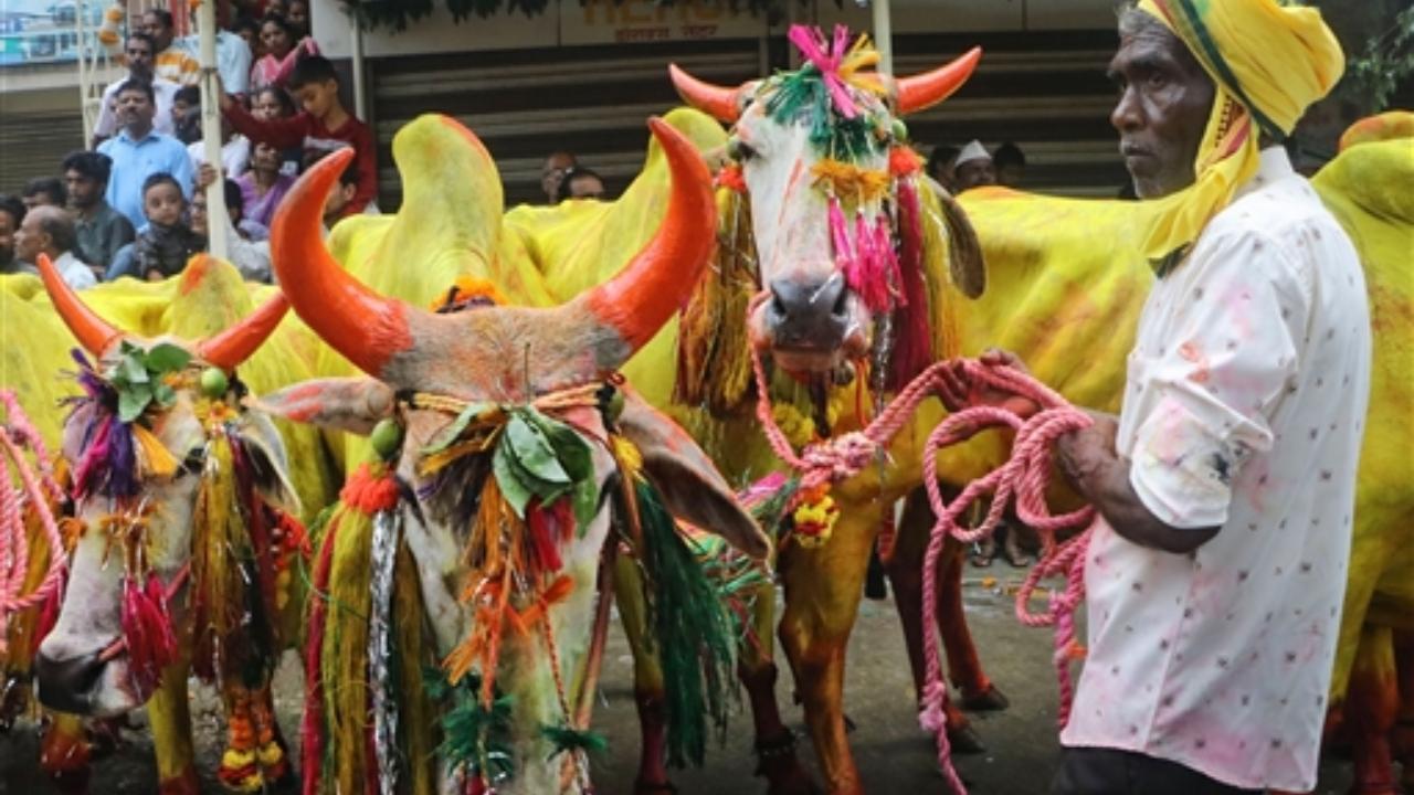 A farmer with his bulls decorated for the celebrations of 'Pola' festival, in Nagpur