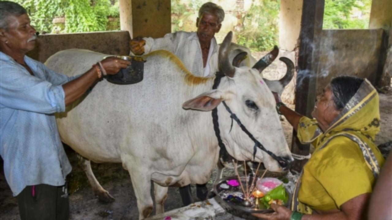 A farmer worships their bulls on the eve of 'Pola' festival