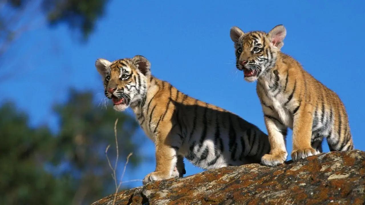 Aditya or Vikram? Opposition snarls at Shinde govt over naming of tiger cub