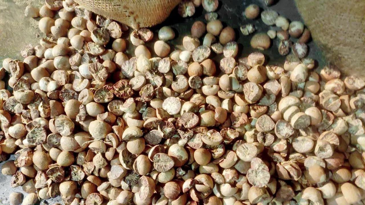 Maharashtra: Inferior quality betel nuts seized in Nagpur, says FDA