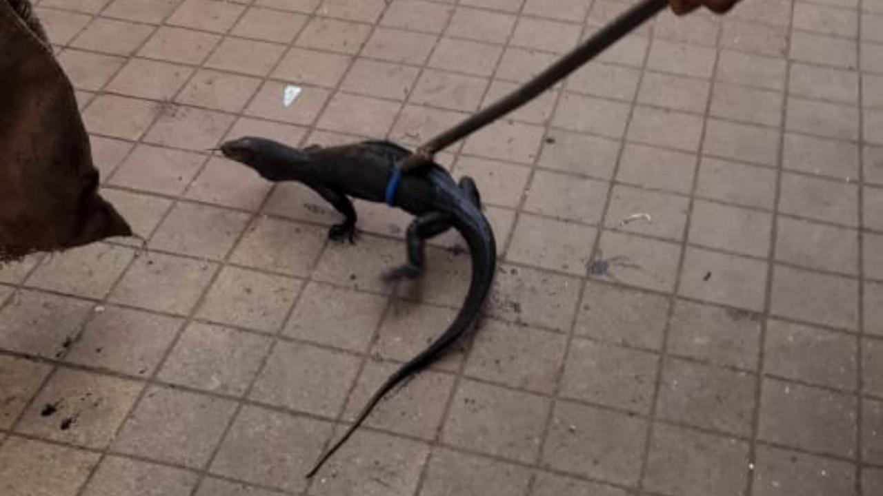 Monitor Lizard rescued from drain in Thane