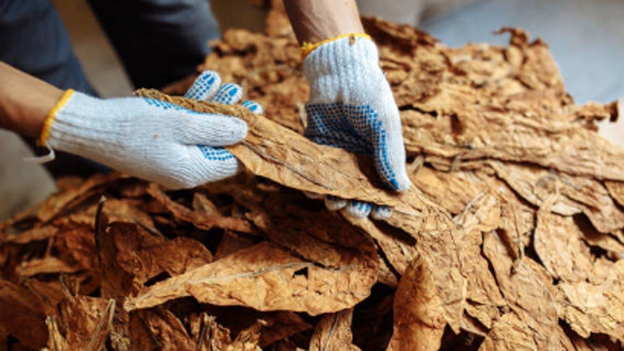 Tobacco leaves causing cancer, can also combat it: Study